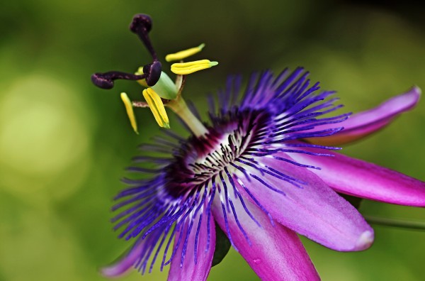 Purple Passion by Deb Oppermann
